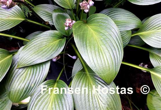 Hosta Dax